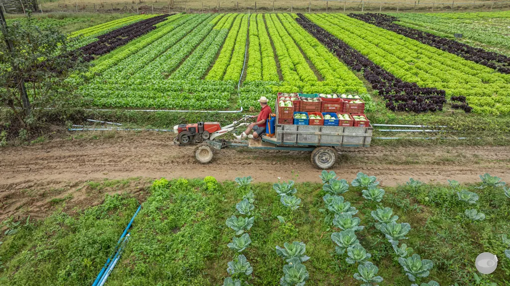 Santa Catarina eleva teto de transferência de créditos de ICMS a produtores rurais