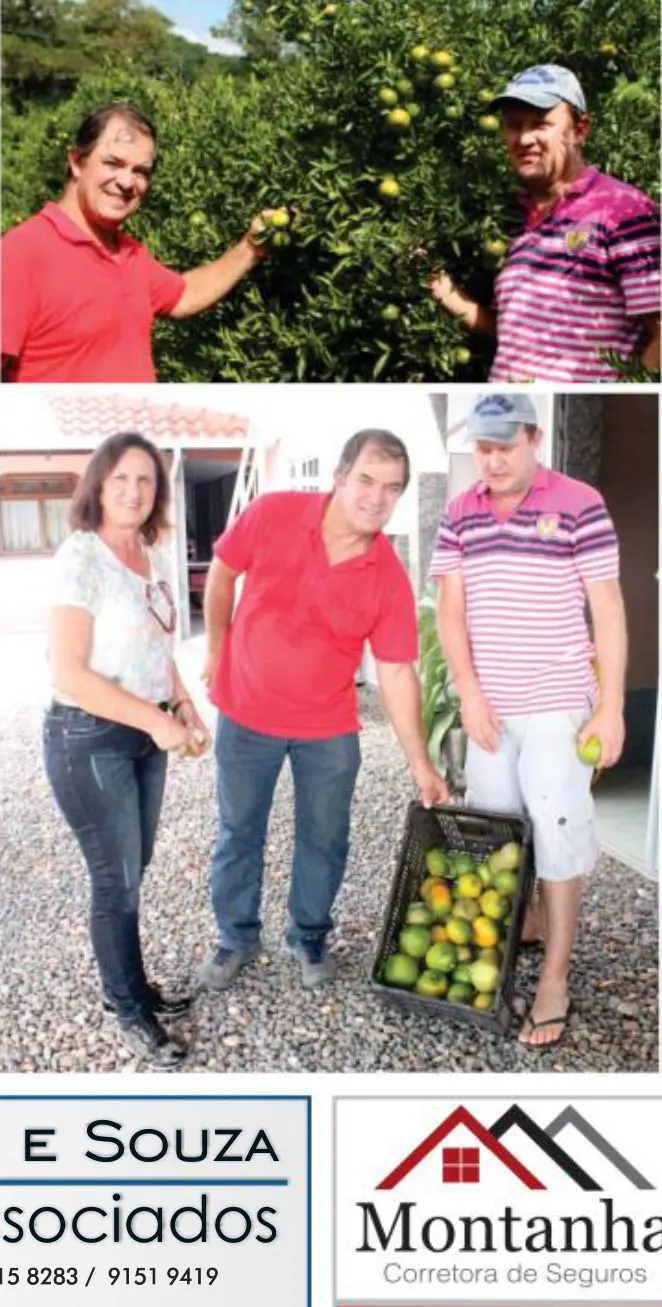 Produtor de Apiúna inicia colheita da Tangerina e espera bons resultados