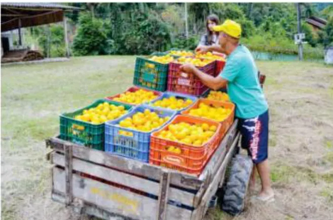 Produtores de tangerina celebram parceria