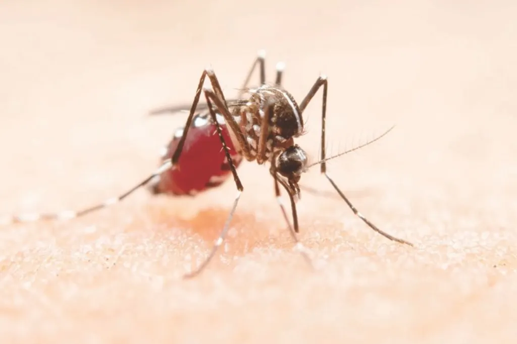 DENGUE