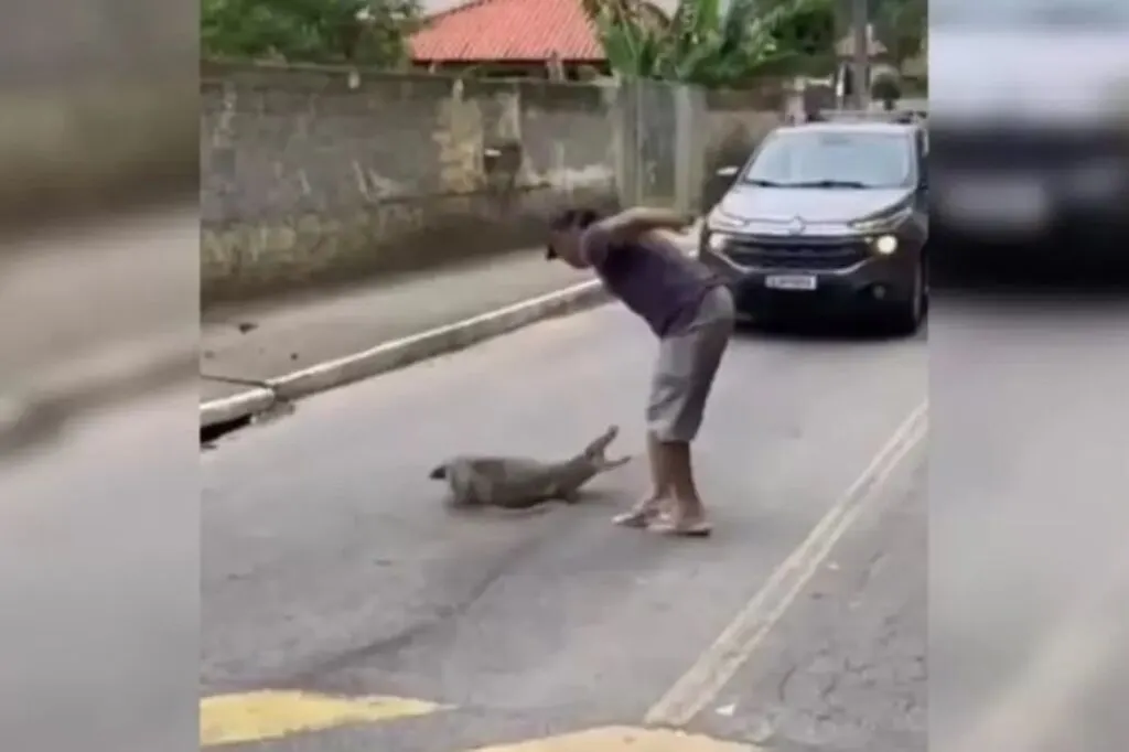 Morador de Florianópolis arrasta jacaré pela cauda para tirá-lo de rua movimentada e quase é mordido