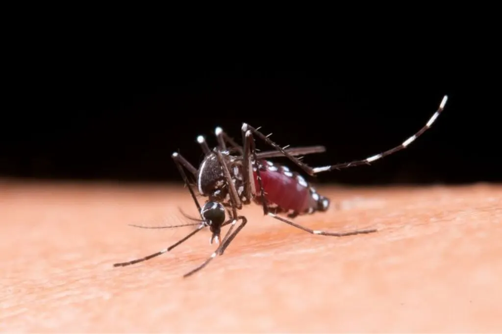 Aumento de casos de Dengue, Zika e Chikungunya no verão reforça a importância do diagnóstico rápido e preciso