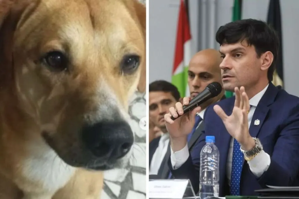 Polícia cumpre mandados em casas de teens por morte do cão Orelha em Floripa