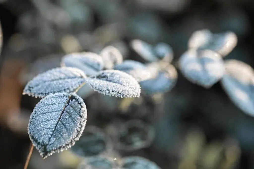 Geada na Serra Catarinense derruba temperaturas para -6°C em Bom Jardim da Serra