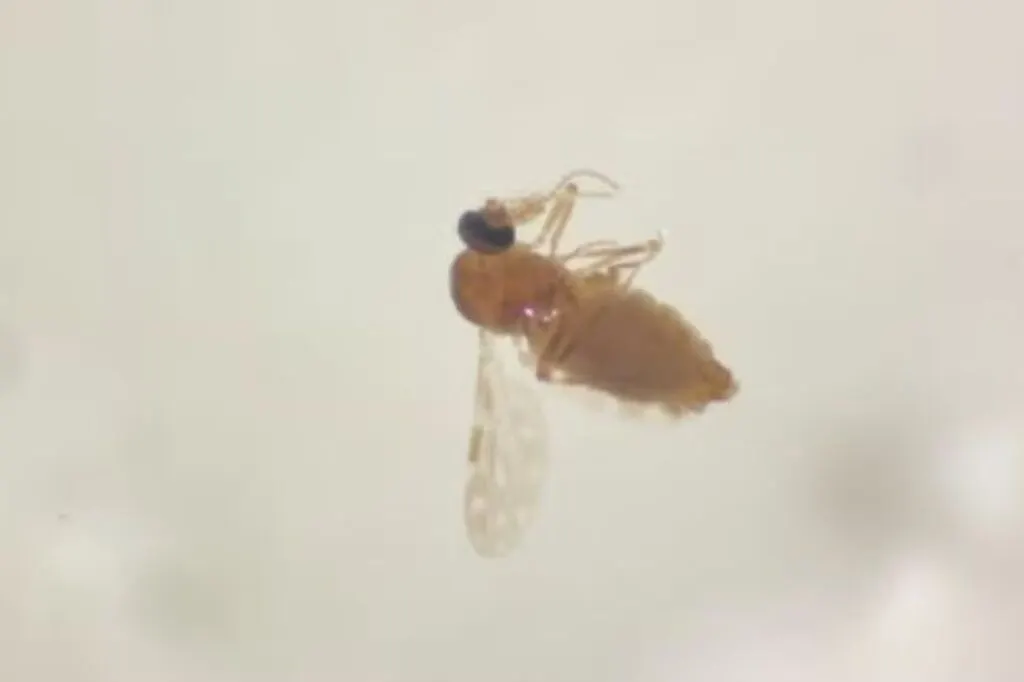 O pequeno mosquito que fez moradores em SC se 'trancarem' em casa e usarem casacos no calor de 30°C